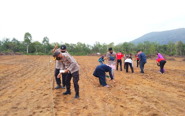 Untuk Ketahanan Pangan, Kapolsek Kompol Suharjono Bersama Warga Tanam Benih Jagung di Lahan 4 Hektar